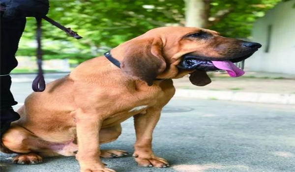 寻血猎犬三角洲指哪个角色(寻血猎犬在《三角洲行动》里原型是谁?) 寻血猎犬三角洲指哪个角色(寻血猎犬在《三角洲行动》里原型是谁?)